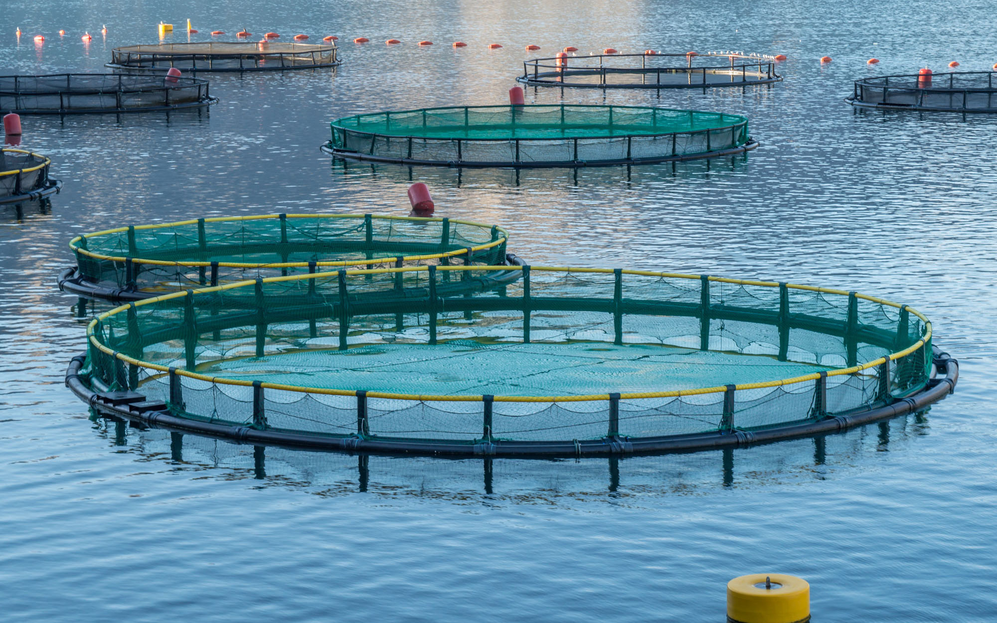 AquaBounty Breaks Ground on $300 Million Salmon Farm