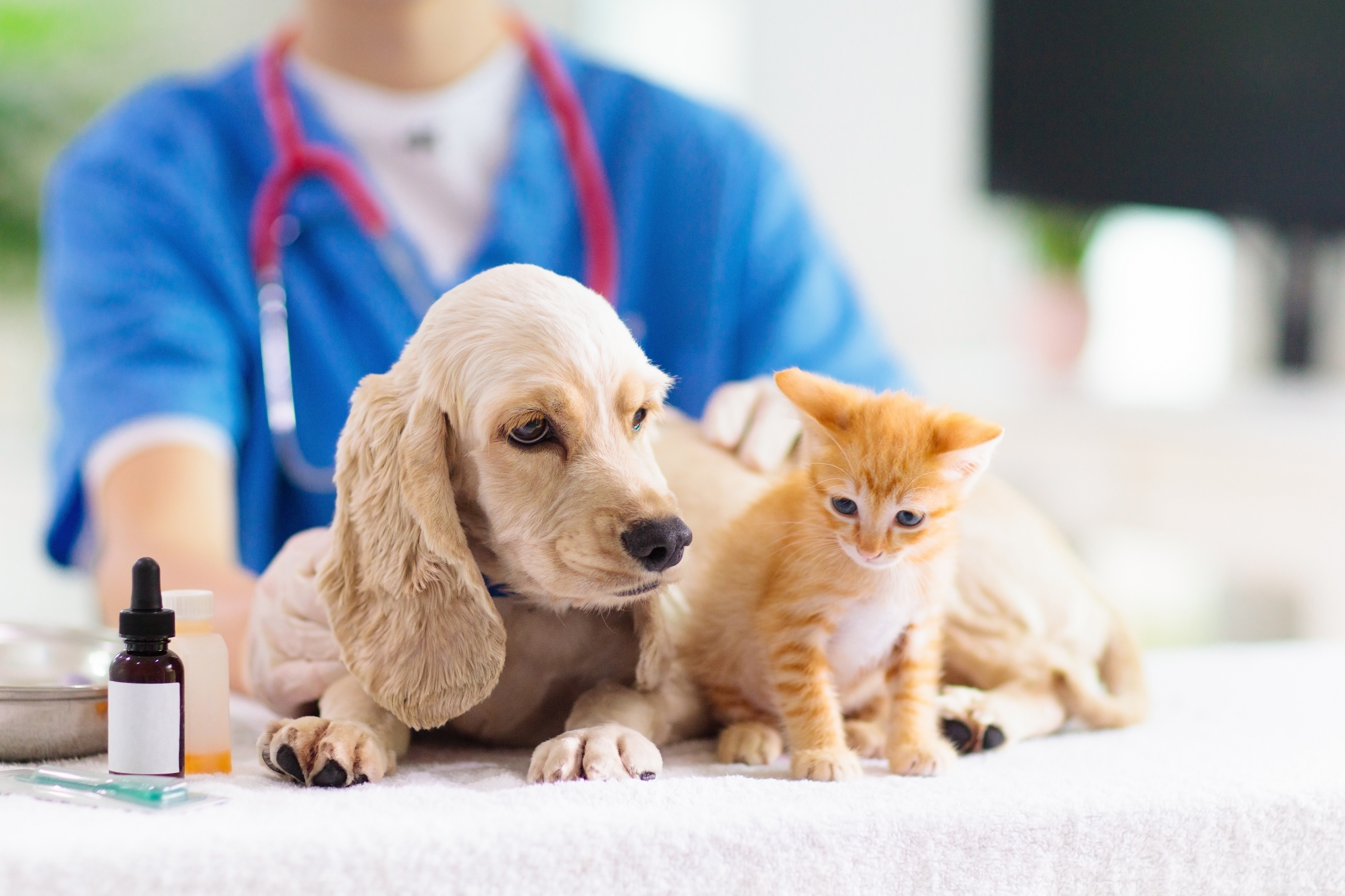 Veterinary Imaging Clinic to Open Location in Spring, Texas